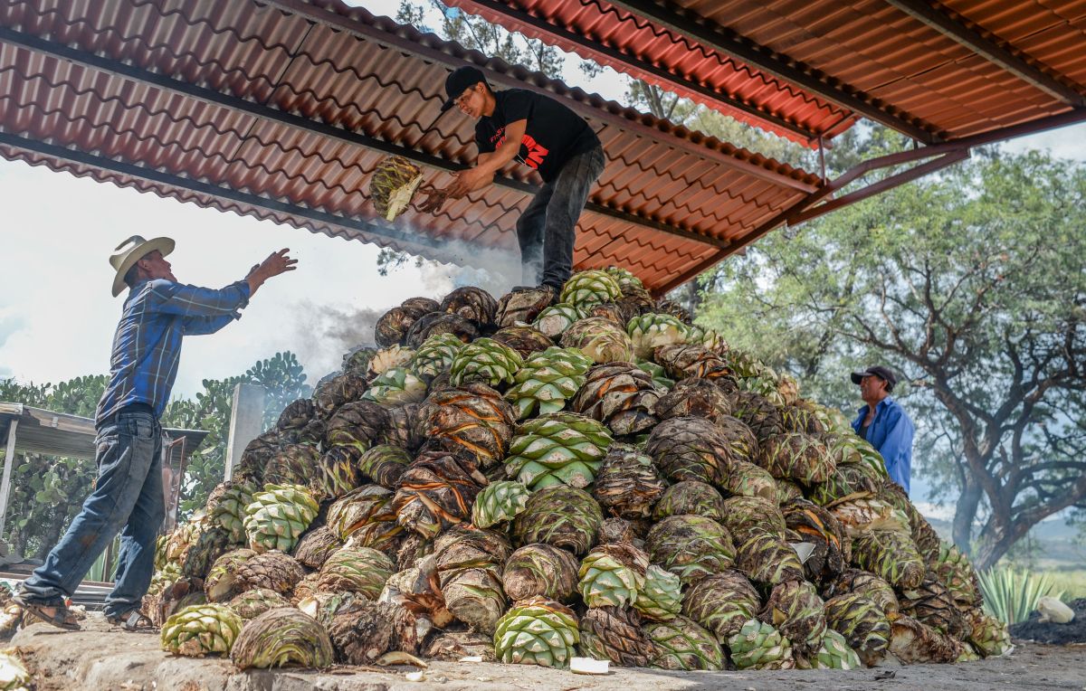 Corte Vetusto Espadin Mezcal - Image 4